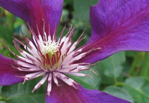 Clematis viticella  'Etoile Violette'