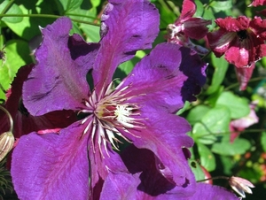 Clematis viticella  'Etoile Violette' (1)