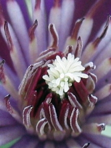 Clematis viticella  'Etoile Violette' (2)
