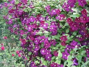 Clematis viticella 'Etoile Violette'