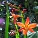 Crocosmia 'Carmine Brillant'