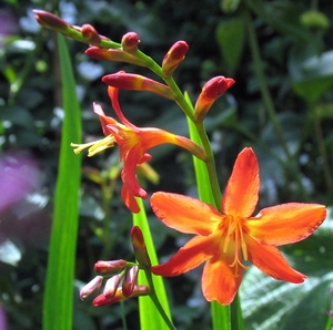 Crocosmia 'Carmine Brillant'