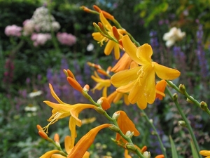 Crocosmia 'George Davidson'