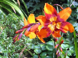 Crocosmia Emily Mc Kenzie