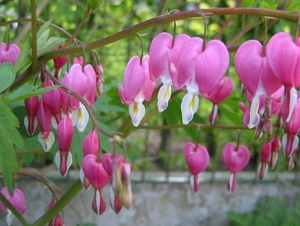 Dicentra spectabilis - Gebroken Hartje