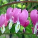 Dicentra spectabilis - Gebroken Hartje (1)