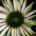 Echinacea purpurea 'Alaska' - Zonnehoed