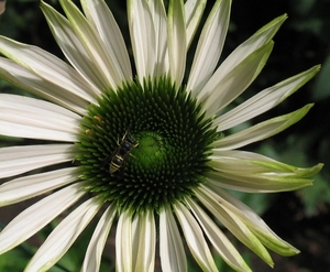 Echinacea purpurea 'Alaska' - Zonnehoed