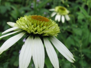 Echinacea purpurea 'Coconut Lime'  - Zonnehoed