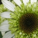 Echinacea purpurea 'Coconut Lime'  - Zonnehoed (1)