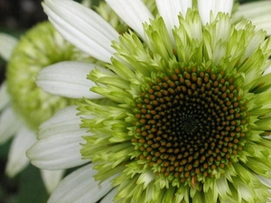 Echinacea purpurea 'Coconut Lime'  - Zonnehoed (1)