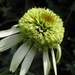 Echinacea purpurea 'Coconut Lime'  - Zonnehoed (2)