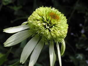 Echinacea purpurea 'Coconut Lime'  - Zonnehoed (2)