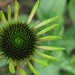 Echinacea purpurea 'Green Envy' - Zonnehoed