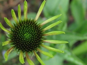 Echinacea purpurea 'Green Envy' - Zonnehoed