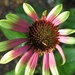 Echinacea purpurea 'Green Envy' - Zonnehoed (1)