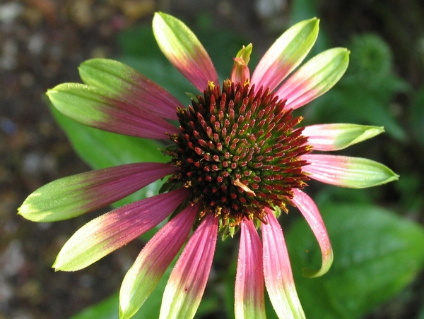Echinacea purpurea 'Green Envy' - Zonnehoed (1)