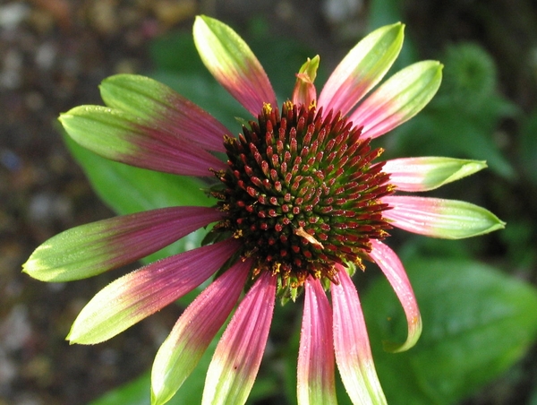 Echinacea purpurea 'Green Envy' - Zonnehoed (1)