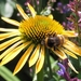 Echinacea purpurea 'Harvest Moon'  - Zonnehoed