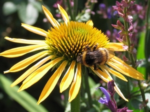 Echinacea purpurea 'Harvest Moon'  - Zonnehoed