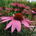 Echinacea purpurea 'Magnus' - zonnehoed (1)