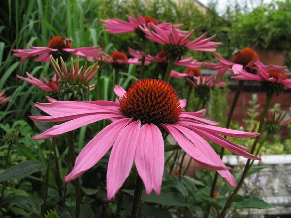 Echinacea purpurea 'Magnus' - zonnehoed (1)