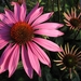 Echinacea purpurea 'Magnus' - zonnehoed (2)