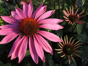 Echinacea purpurea 'Magnus' - zonnehoed (2)