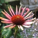 Echinacea purpurea 'Magnus' - zonnehoed (3)