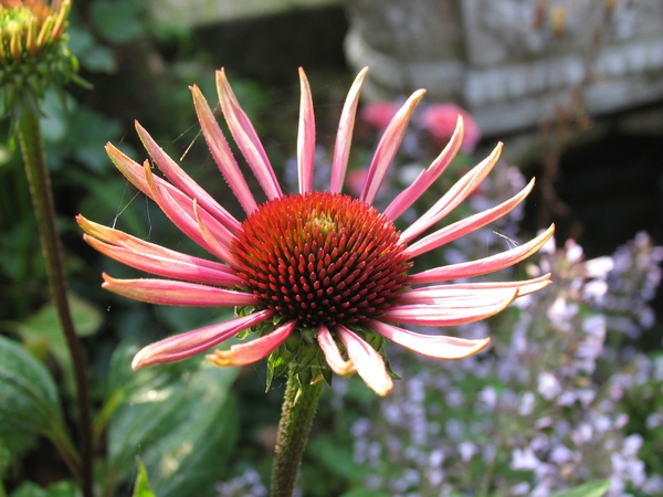 Echinacea purpurea 'Magnus' - zonnehoed (3)