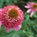 Echinacea purpurea 'Razzmatazz' - Zonnehoed