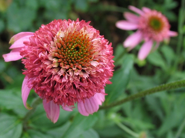 Echinacea purpurea 'Razzmatazz' - Zonnehoed