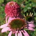 Echinacea purpurea 'Razzmatazz' - Zonnehoed (1)