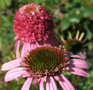 Echinacea purpurea 'Razzmatazz' - Zonnehoed (1)