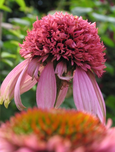 Echinacea purpurea 'Razzmatazz' - Zonnehoed (2)