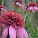 Echinacea purpurea 'Razzmatazz' - Zonnehoed (3)