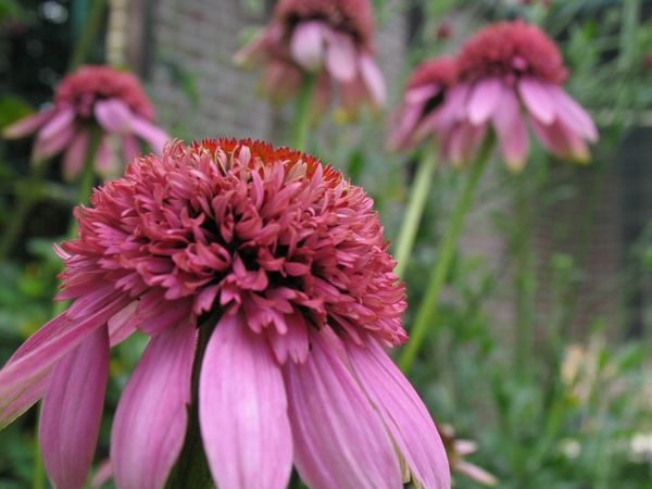 Echinacea purpurea 'Razzmatazz' - Zonnehoed (3)