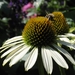 Echinacea purpurea 'White Swan' - Zonnehoed (1)