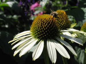 Echinacea purpurea 'White Swan' - Zonnehoed (1)