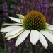 Echinacea purpurea 'White Swan' - Zonnehoed (2)