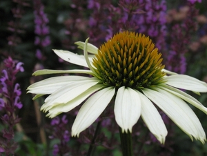 Echinacea purpurea 'White Swan' - Zonnehoed (2)