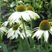 Echinacea purpurea 'White Swan' - Zonnehoed (3)