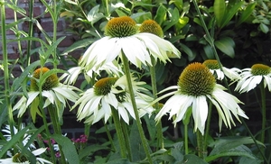 Echinacea purpurea 'White Swan' - Zonnehoed (3)