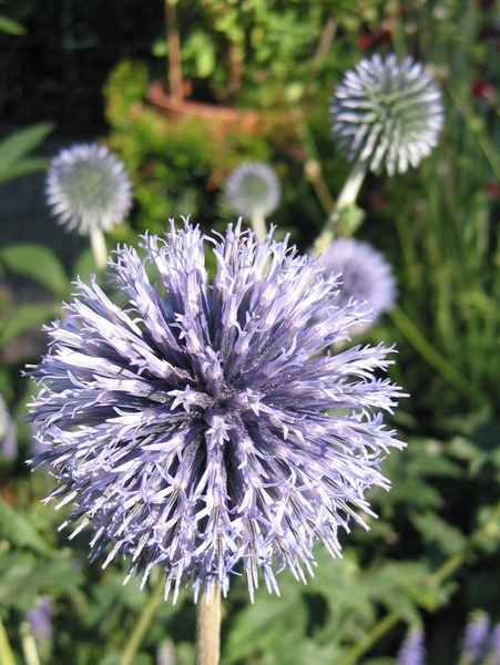 Echinops ritro 'Veitch's Blue'  - Kogeldistel