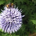 Echinops ritro 'Veitch's Blue'  - Kogeldistel (1)