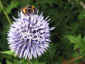 Echinops ritro 'Veitch's Blue'  - Kogeldistel (1)