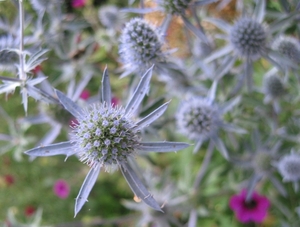 Eryngium alpinum 'Blue Star' - Kruisdistel