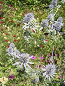 Eryngium alpinum 'Blue Star' - Kruisdistel (1)