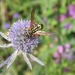 Eryngium alpinum 'Blue Star' - Kruisdistel (2)