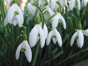 Galanthus nivalis - Sneeuwklokje